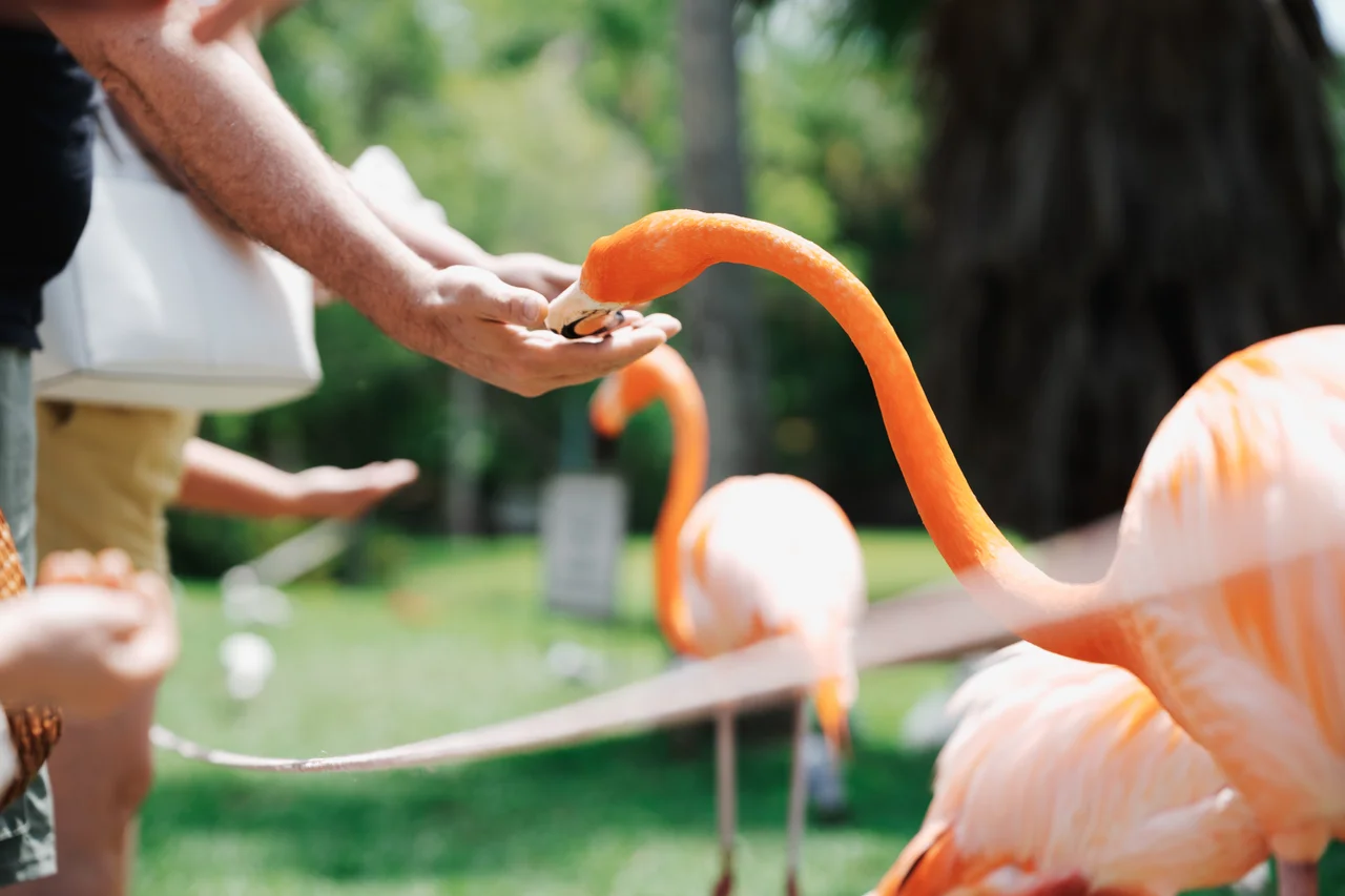 Flamingos at Sarasota Jungle Gardens